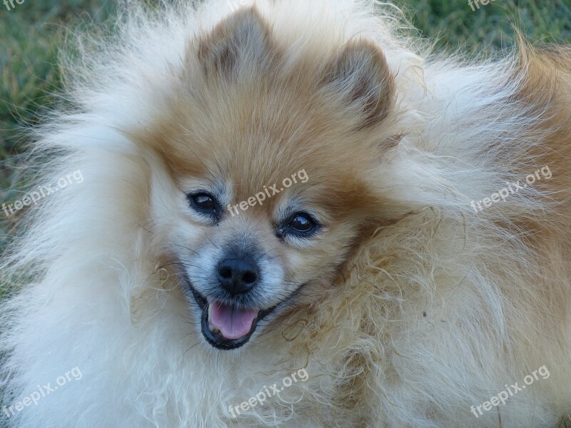 Pomeranian Blonde Ginger Colored Face Smiling Dog