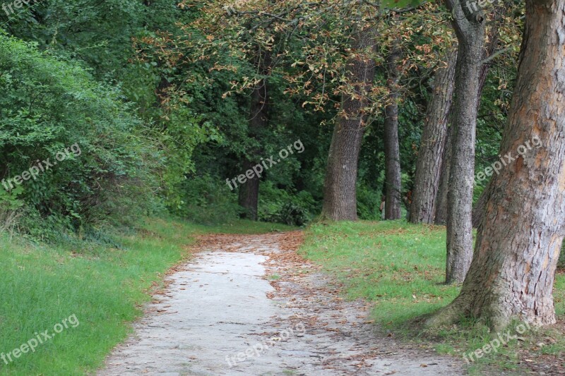 Path In The Forest Forest Nature Walk