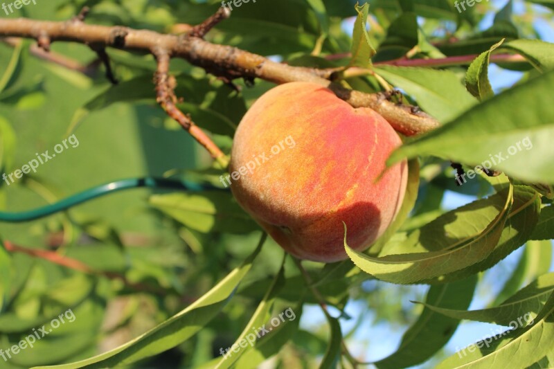 Peach The Peach Tree Tree Peach On The Tree Flowering Tree