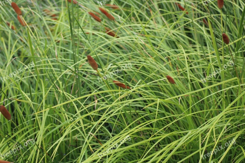 Grass Nature A Grass Straws Blades Of Grass