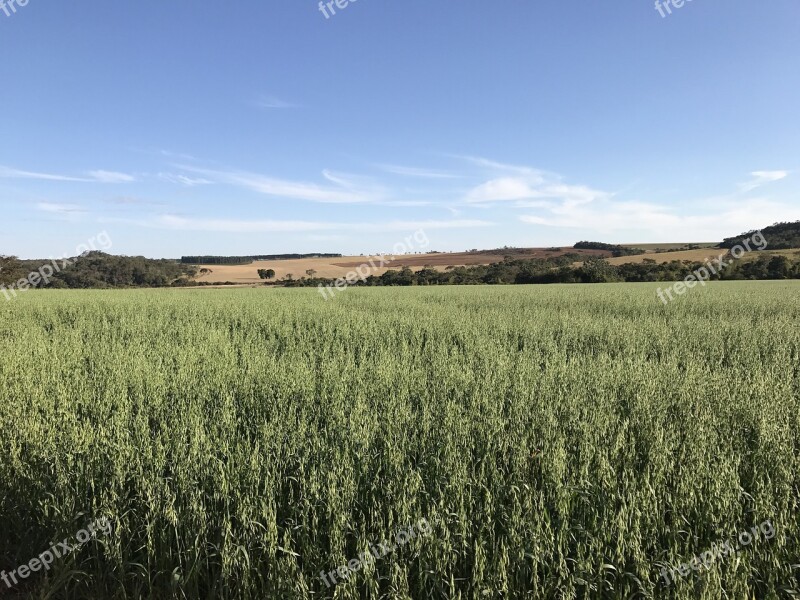 Oats Healthy Fresh Nature Crops