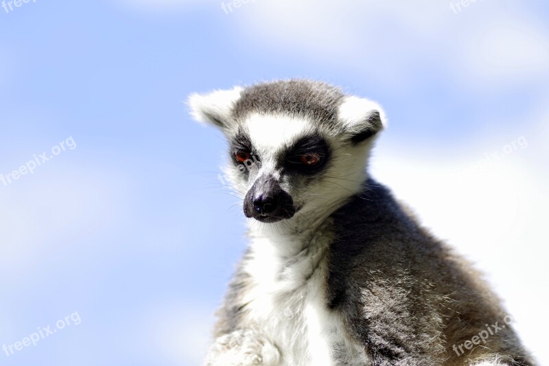 Lemur Katta Mammal Animal Lemurs Monkey