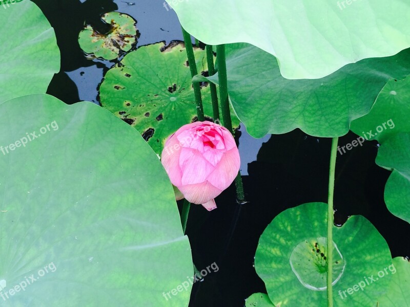 Lotus Flowers Water Surface Free Photos