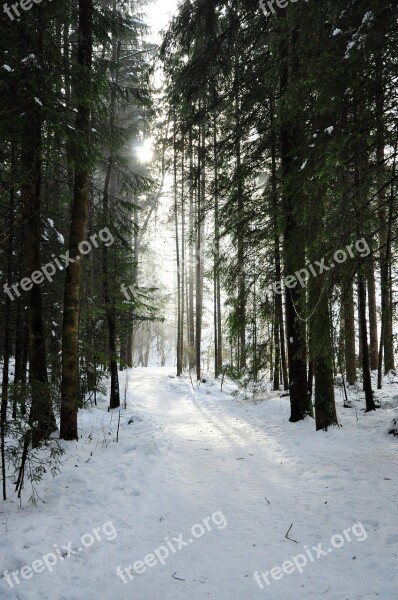 Forest Sun Snow Landscape Sunbeam Nature