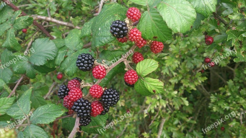 Blackberry Nature Food Fresh Berry