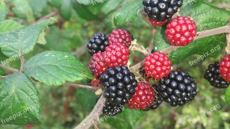 Blackberry Fruit Nature Organic Berry