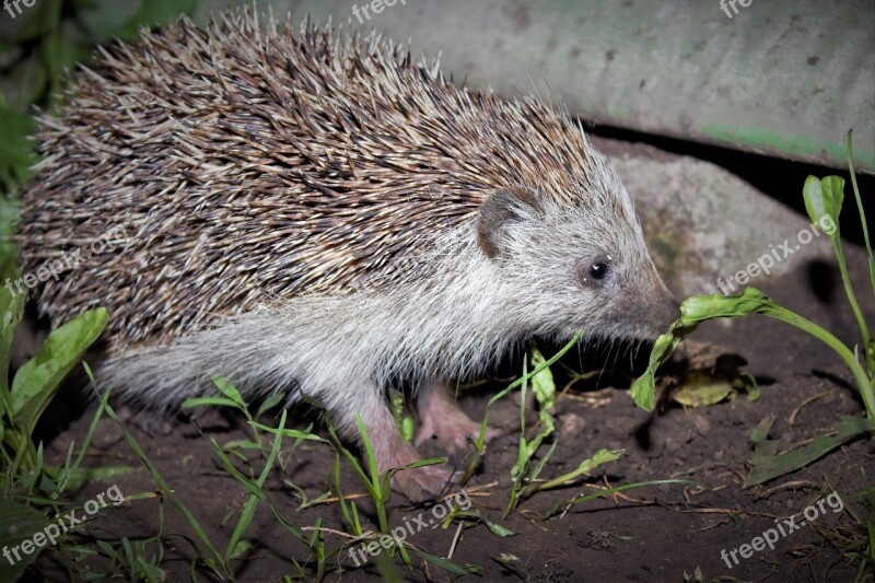 Mammal Hedgehog Protection Nature Needle