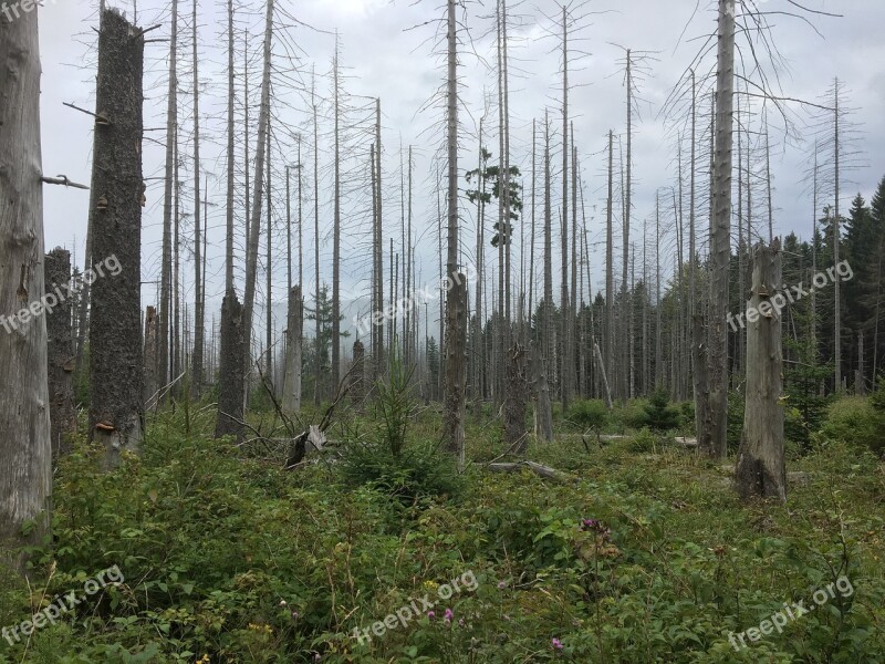 Boulder Hartz Hiking Dead Trees Grey