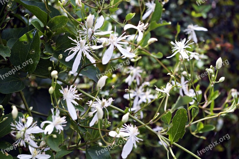 Flowers Flower White Flower Plants Flower Gardens