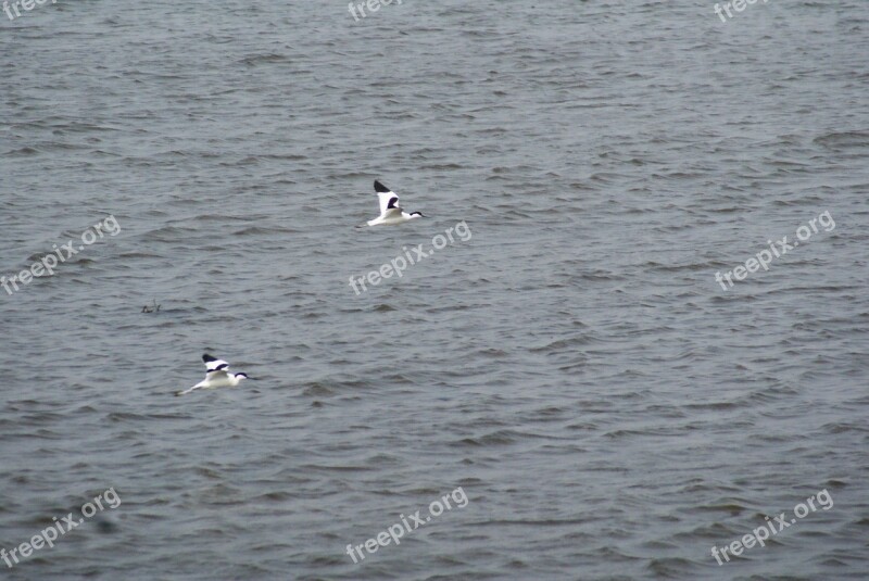 Birds Bird Migrant Free Photos