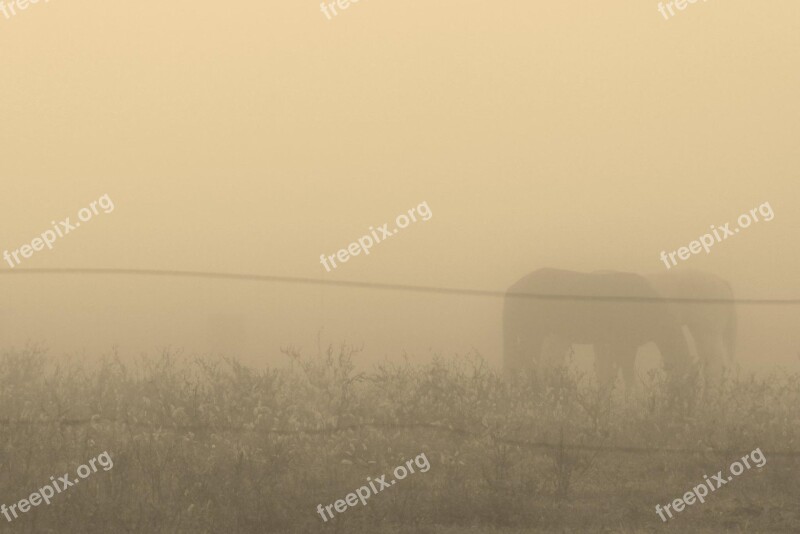 Horse Fog Ghost Nature Farm