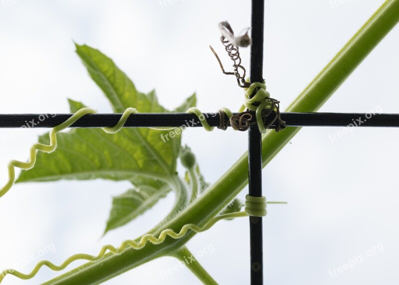 Plant Gourd Gimlet Free Photos