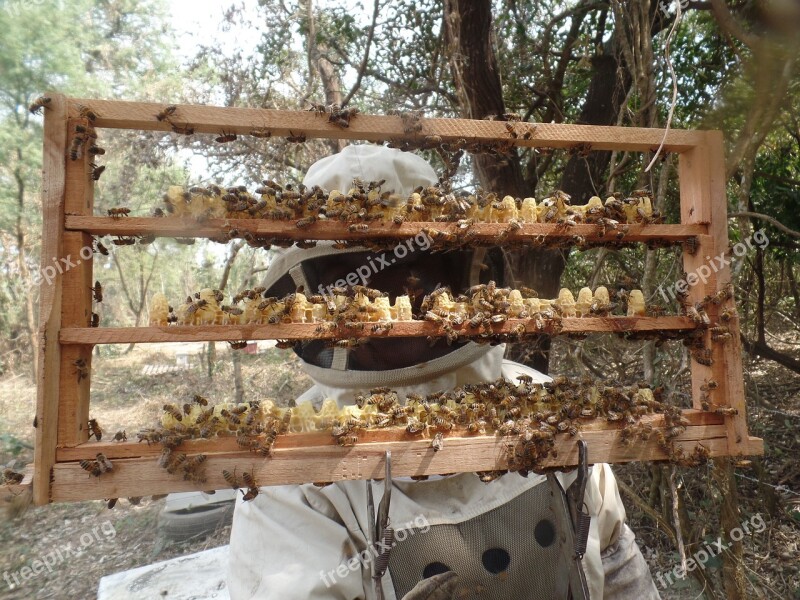 Queens Bees Honey Petals Hive