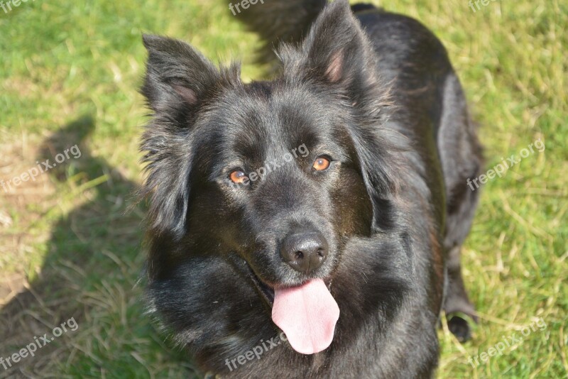 Dog Male Domestic Animal Animal Portrait