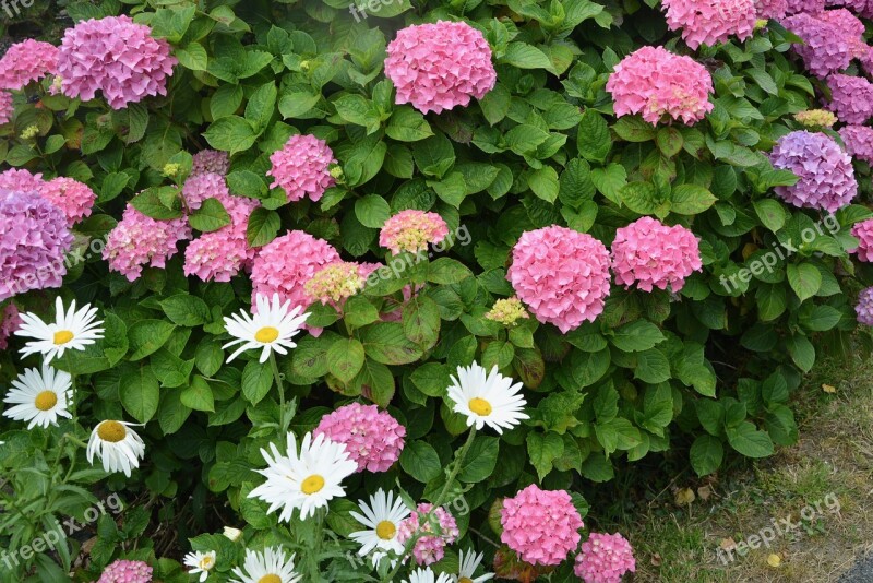 Hydrangea Hedge Pink Flowers Daisies Nature