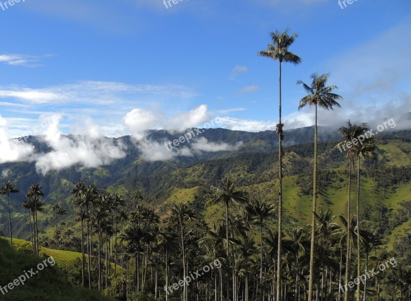 Landscape Mountains Palm Wax Tolima Free Photos