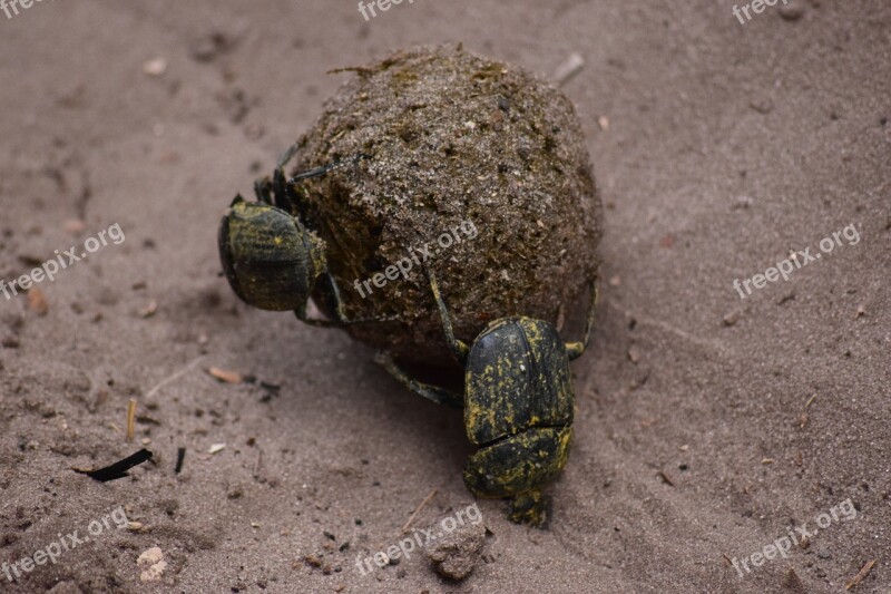 Dung Beetle Beetle Dung Poo Botswana