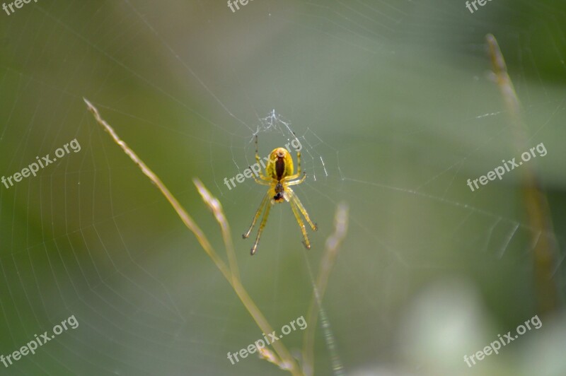 Web Spider Web Strained Networks Cobweb Close Up