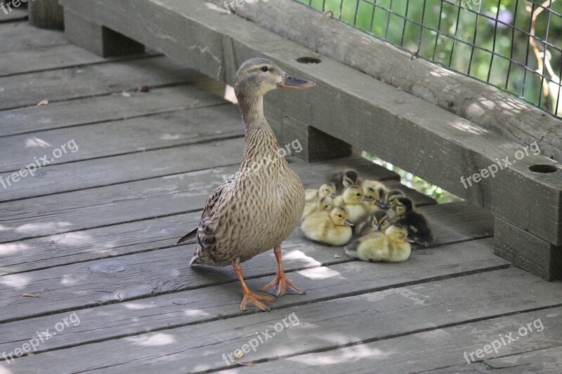 Ducks Ducklings Nature Family Wildlife