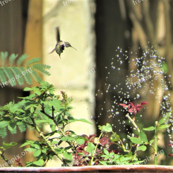 Hummingbird Fountain In Flight Playing In Water Wildlife