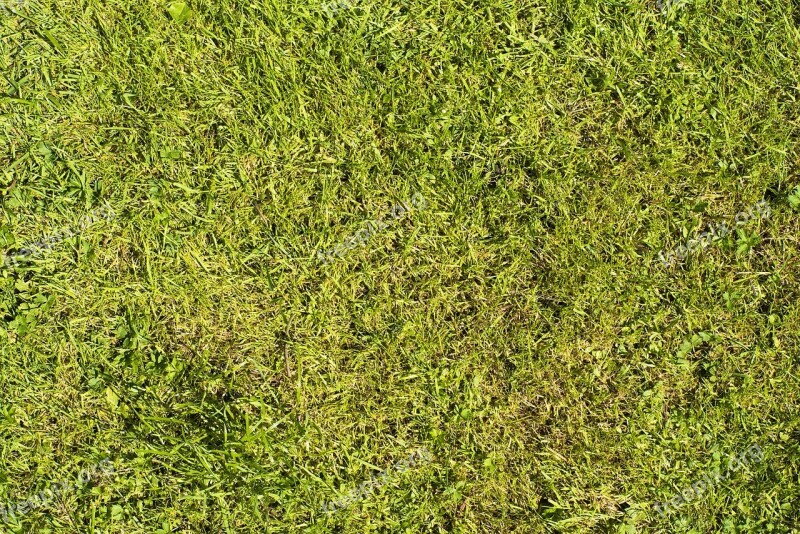 Rush Texture Green Grass Meadow