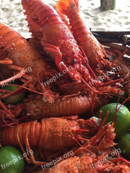 Lobsters The Fruit Of The Sea Food Free Photos