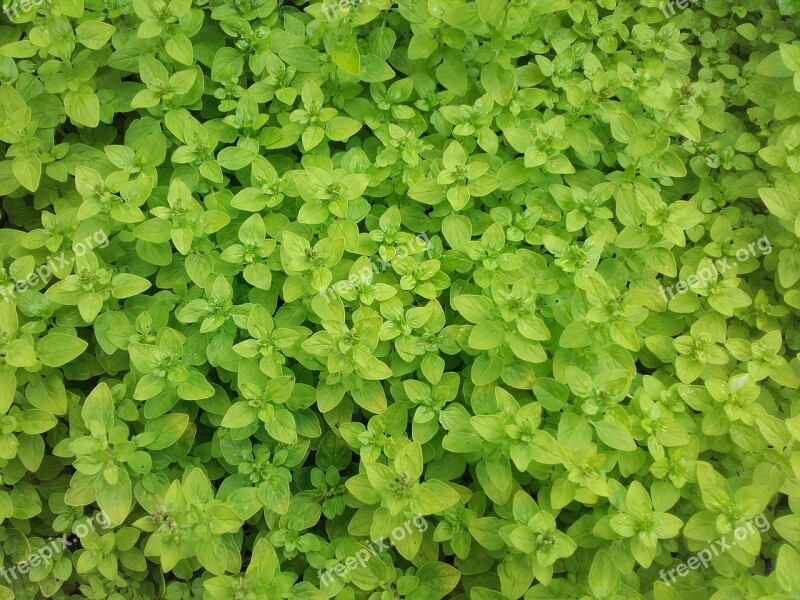 Spice Marjoram Herb Free Photos