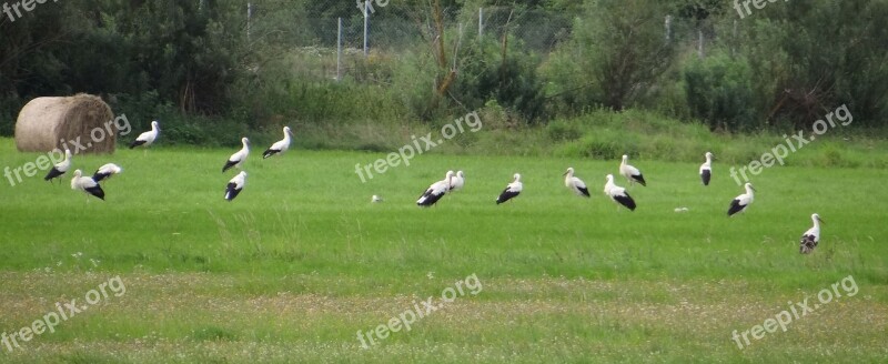 Fly Out Storks Diet Free Photos