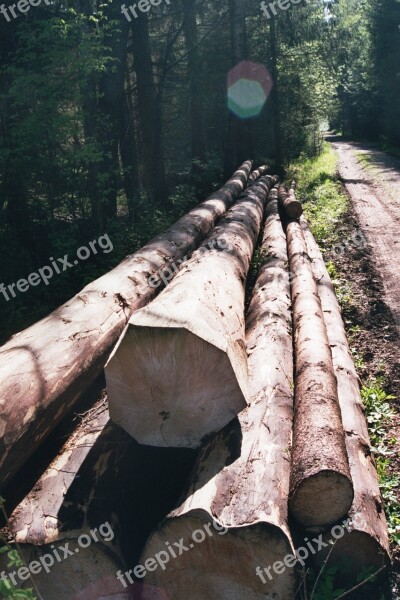 Forest Wood Log Cutting Spruce