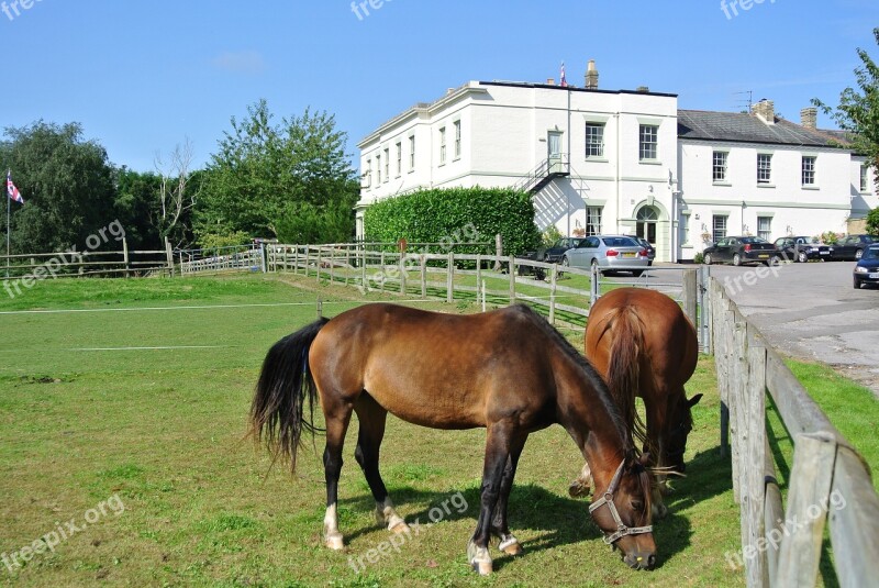 Country House Horses Country House Animal