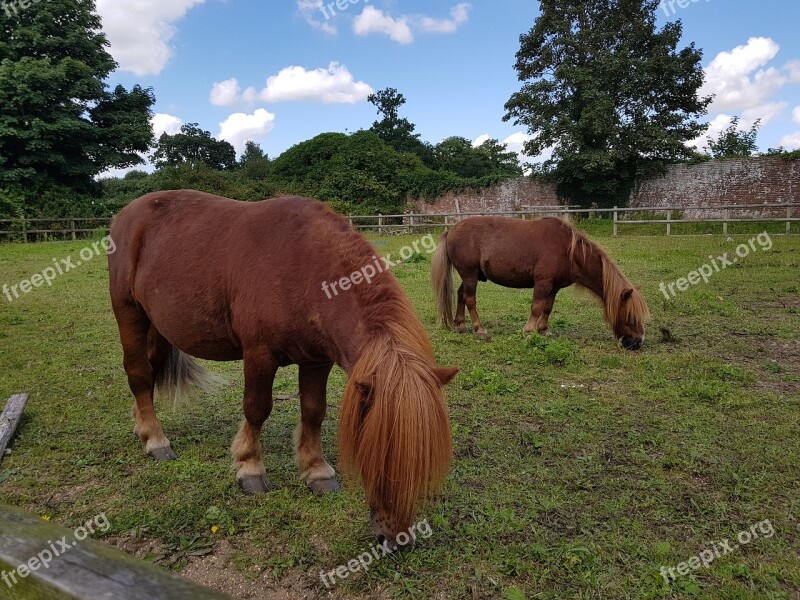 Horses Small Pony Pony Animal Breed