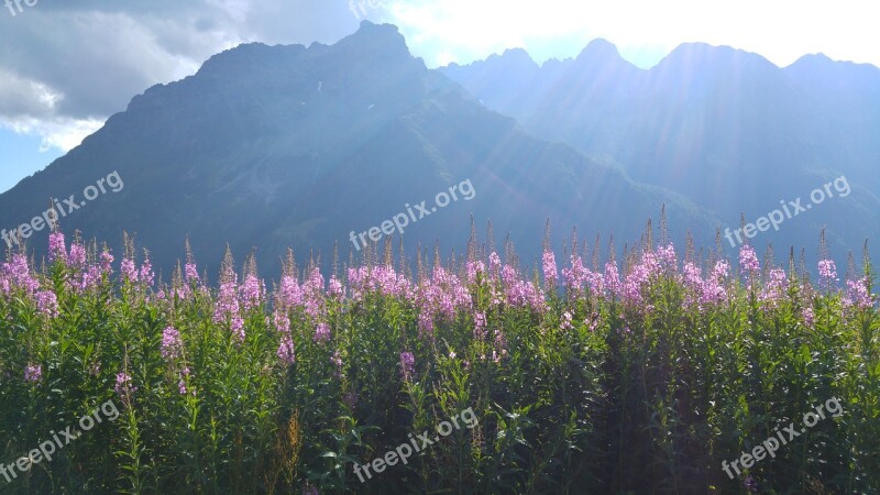 Valmalenco Mountains Field Flowers Free Photos