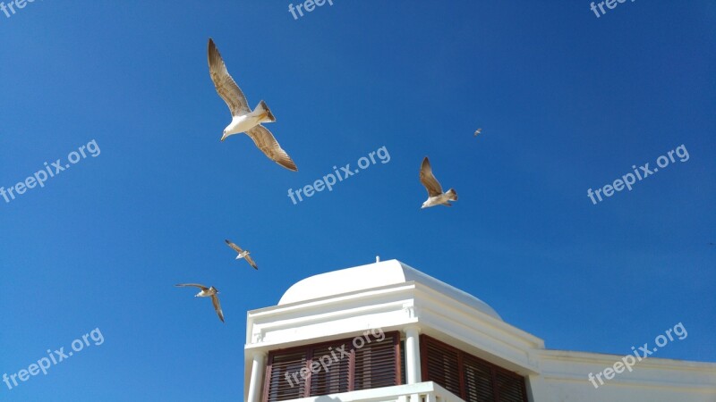 Cadiz Seagulls Blue Sky Free Photos