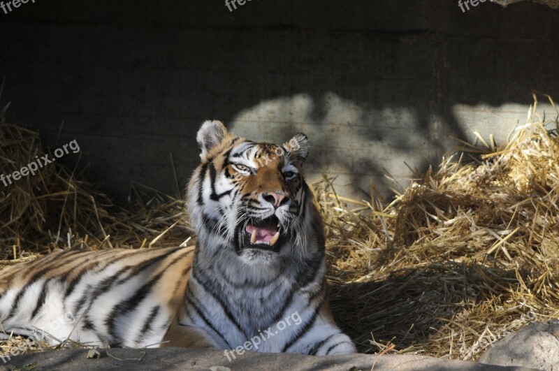 Zoo Hellabrunn Munich Free Photos