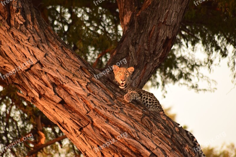 Leopard Tree Botswana Free Photos