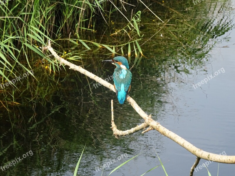 Nature Bird Kingfisher Wings Animal