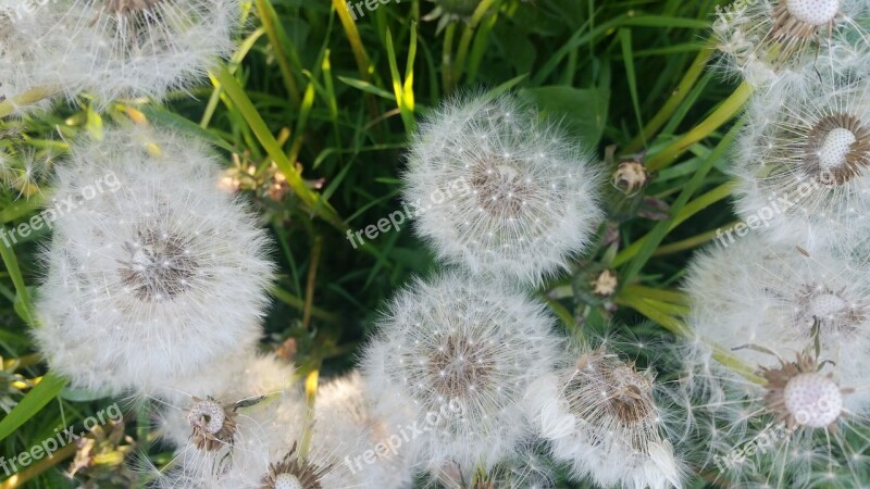 Dandelion Dandelions Seeds Nature Flower