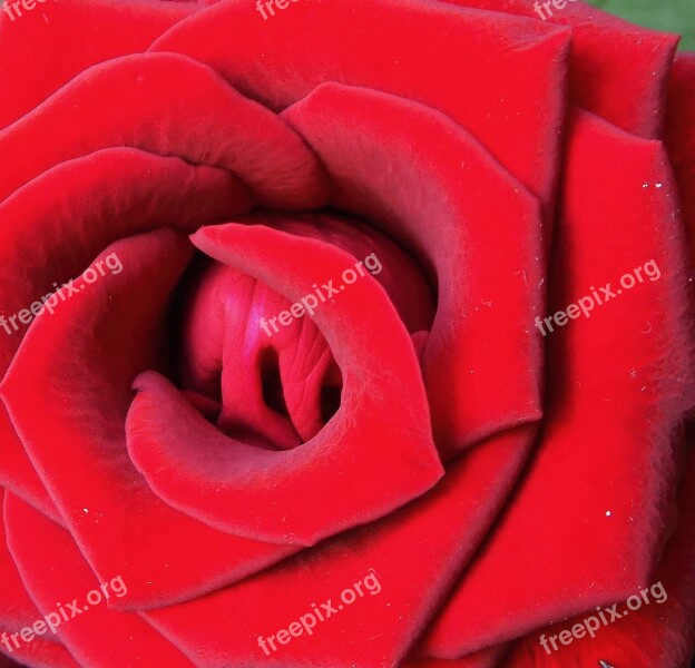 Red Rose Close Up Flower Free Photos