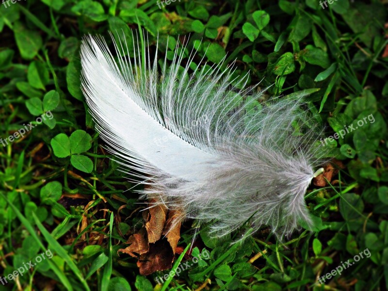 A Feather Grass Fly Pen Lightness