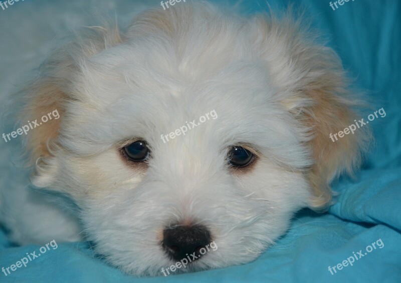 Cotton Tulear Puppy Dog Portrait Head