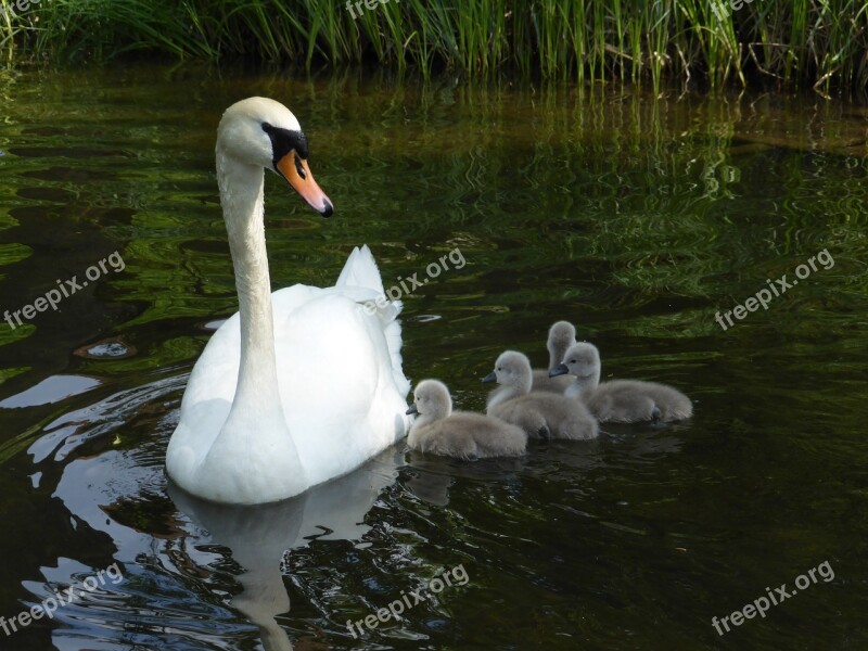 Swan Masuria Bird Nature Ostpreußen