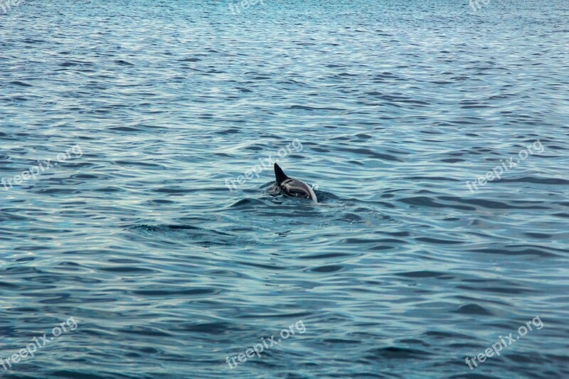 Dolphin Sea Beach Bay Water