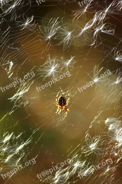 Spider Spider Web Insect Araneus The Seeds Of Fireweed