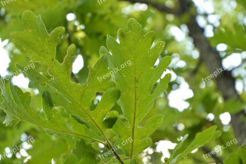 Krasnodarskiy Kray Nature Oak Tree Sheet