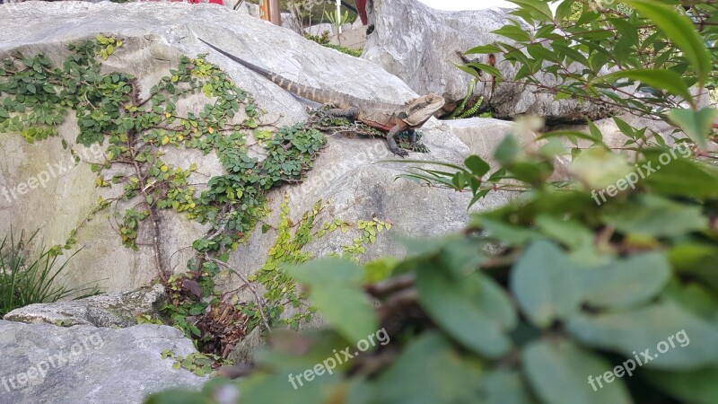 Bearded Dragon Reptile Garden Asian Lizard