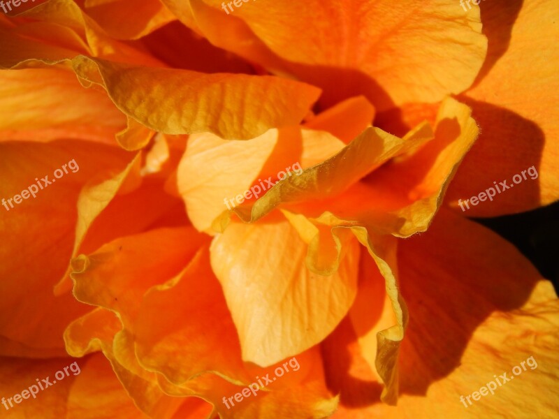 Ibisco Flower Orange Macro Free Photos