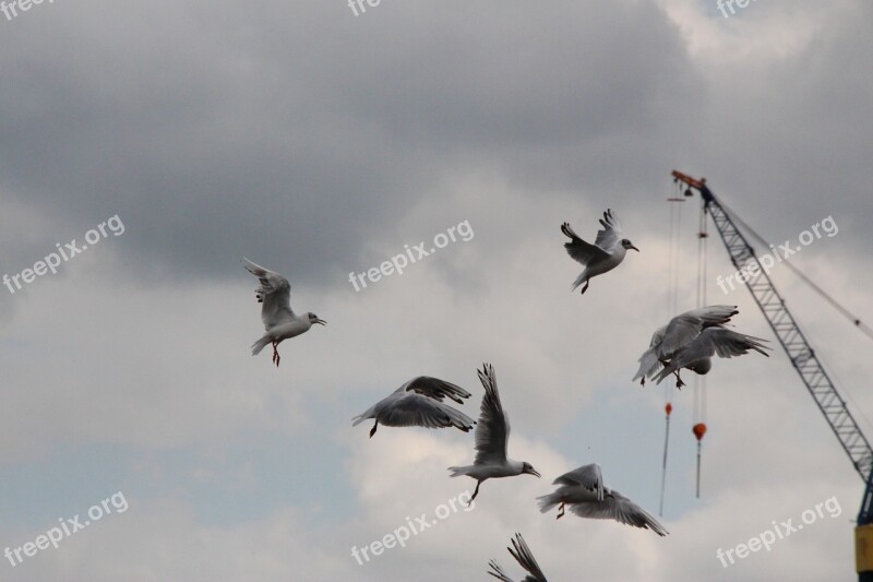 Seagull Flying Flight Water Sky