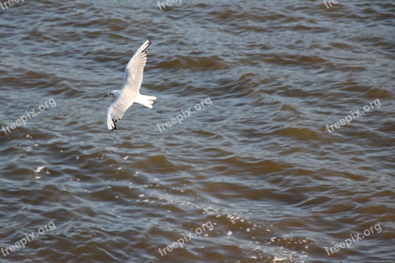 Seagull Birds Animals Water Bird Close Up