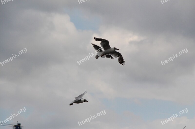 Seagull Gulls Birds Flying Animal