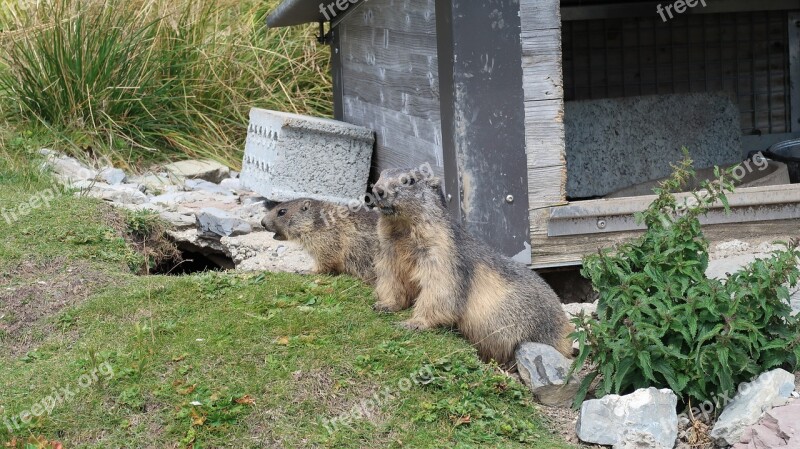 Marmotte Rochers-de-naye Suisse Free Photos